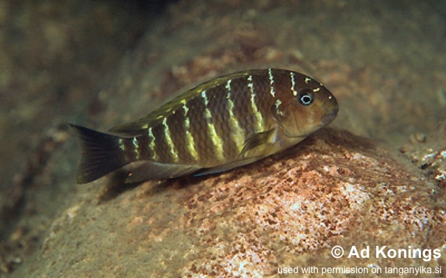 Tropheus moorii 'Namansi'